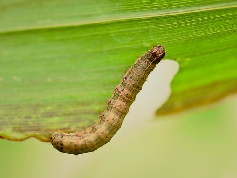Flavonoids from plants kill fall armyworm pest on corn; may